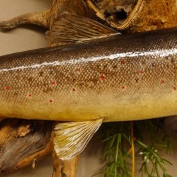 Bachforelle Forelle Präparat Fische Fisch präpariert hängen 60.1.3.21