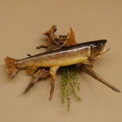 Bachforelle Forelle Präparat Fische Fisch präpariert hängen 60.1.3.21