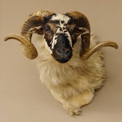 Schottisches Schaf HL 71 cm Schafbock Schaf Bock Kopfpräparat Gehörn