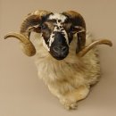 Schottisches Schaf HL 71 cm Schafbock Schaf Bock Kopfpräparat Gehörn