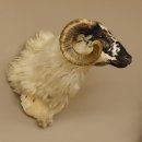 Schottisches Schaf HL 71 cm Schafbock Schaf Bock Kopfpräparat Gehörn