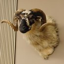 Schottisches Schaf HL 71 cm Schafbock Schaf Bock Kopfpräparat Gehörn