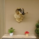 Schottisches Schaf HL 71 cm Schafbock Schaf Bock Kopfpräparat Gehörn