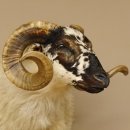 Schottisches Schaf HL 71 cm Schafbock Schaf Bock Kopfpräparat Gehörn