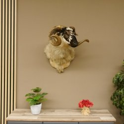 Schottisches Schaf HL 71 cm Schafbock Schaf Bock Kopfpräparat Gehörn