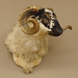 Schottisches Schaf HL 71 cm Schafbock Schaf Bock Kopfpräparat Gehörn