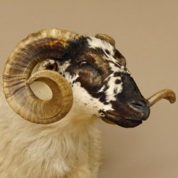 Schottisches Schaf HL 71 cm Schafbock Schaf Bock Kopfpräparat Gehörn