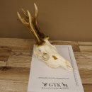 Rehgeweih Rehbock 6 er, GA 415 g Reh Geweih Bock Gehörn 607.136