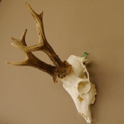 Rehgeweih Rehbock 6 er, GA 415 g Reh Geweih Bock Gehörn 607.136