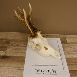 Rehgeweih Rehbock 6 er, GA 415 g Reh Geweih Bock Gehörn 607.136