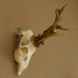 Rehgeweih Rehbock 6 er, GA 415 g Reh Geweih Bock Gehörn 607.136