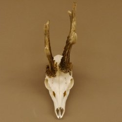 Rehgeweih Rehbock 6 er, GA 415 g Reh Geweih Bock Gehörn 607.136