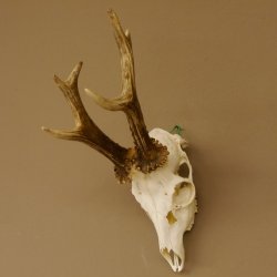 Rehgeweih Rehbock 6 er, GA 415 g Reh Geweih Bock Gehörn 607.136