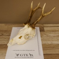 Rehgeweih Rehbock 6 er, GA 415 g Reh Geweih Bock Gehörn 607.136