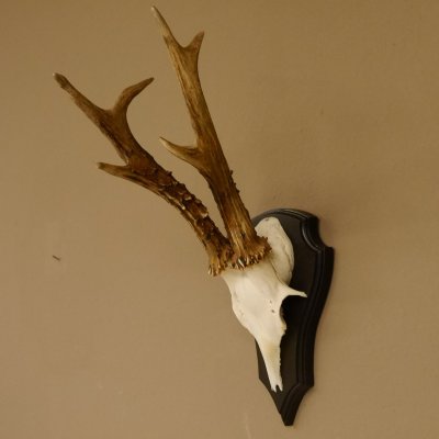 Rehgeweih 6 er Rehbock GA 370 g Bock Reh Geweih Gehörn Trophäenschild