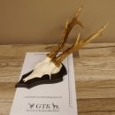 Rehgeweih 6 er Rehbock GA 370 g Bock Reh Geweih Gehörn Trophäenschild