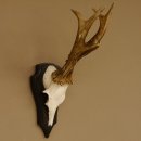 Rehgeweih 6 er Rehbock GA 370 g Bock Reh Geweih Gehörn Trophäenschild