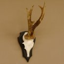 Rehgeweih 6 er Rehbock GA 370 g Bock Reh Geweih Gehörn Trophäenschild