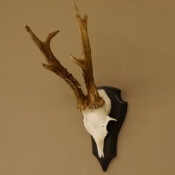 Rehgeweih 6 er Rehbock GA 370 g Bock Reh Geweih Gehörn Trophäenschild