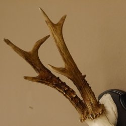Rehgeweih 6 er Rehbock GA 370 g Bock Reh Geweih Gehörn Trophäenschild