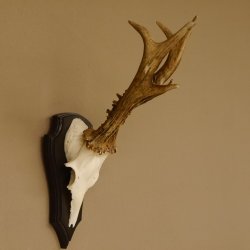 Rehgeweih 6 er Rehbock GA 370 g Bock Reh Geweih Gehörn Trophäenschild