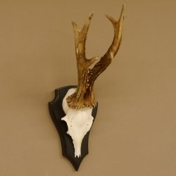 Rehgeweih 6 er Rehbock GA 370 g Bock Reh Geweih Gehörn Trophäenschild