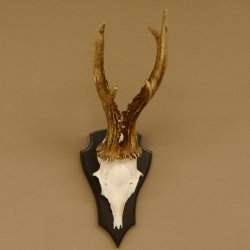 Rehgeweih 6 er Rehbock GA 370 g Bock Reh Geweih Gehörn Trophäenschild