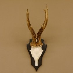 Rehgeweih 6 er Rehbock GA 370 g Bock Reh Geweih Gehörn Trophäenschild
