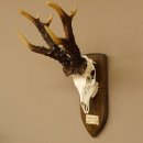 Rekord Gehörn Kopie "1975" Rehgeweih Rehbock Reh 24.5