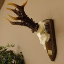 Rekord Gehörn Kopie "1975" Rehgeweih Rehbock Reh 24.5