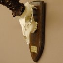 Rekord Gehörn Kopie "1975" Rehgeweih Rehbock Reh 24.5