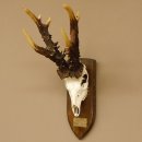 Rekord Gehörn Kopie "1975" Rehgeweih Rehbock Reh 24.5