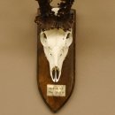 Rekord Gehörn Kopie "1975" Rehgeweih Rehbock Reh 24.5