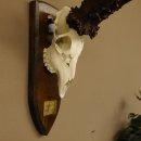 Rekord Gehörn Kopie "1975" Rehgeweih Rehbock Reh 24.5