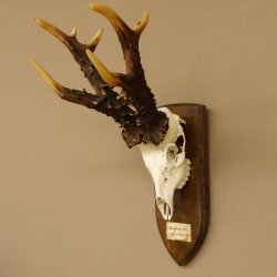 Rekord Gehörn Kopie "1975" Rehgeweih Rehbock Reh 24.5