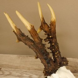 Rekord Gehörn Kopie "1975" Rehgeweih Rehbock Reh 24.5