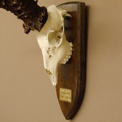 Rekord Gehörn Kopie "1975" Rehgeweih Rehbock Reh 24.5