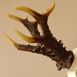 Rekord Gehörn Kopie "1975" Rehgeweih Rehbock Reh 24.5