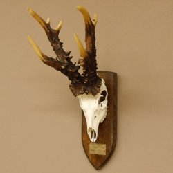 Rekord Gehörn Kopie "1975" Rehgeweih Rehbock Reh 24.5