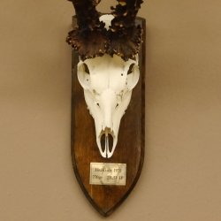 Rekord Gehörn Kopie "1975" Rehgeweih Rehbock Reh 24.5