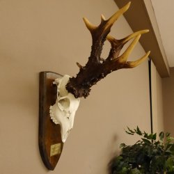 Rekord Gehörn Kopie "1975" Rehgeweih Rehbock Reh 24.5