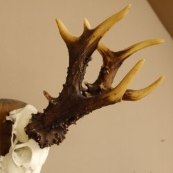 Rekord Gehörn Kopie "1975" Rehgeweih Rehbock Reh 24.5