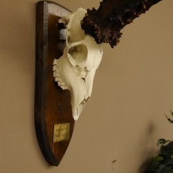 Rekord Gehörn Kopie "1975" Rehgeweih Rehbock Reh 24.5