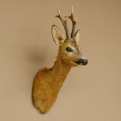 Reebokkop preparaat Nieuw Hoogte 58 cm Gewei Reebokkop preparaat 85.11.90