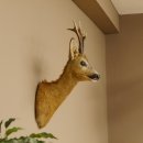 Reebokkop preparaat Nieuw Hoogte 58 cm Gewei Reebokkop...