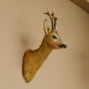 Reebokkop preparaat Nieuw Hoogte 58 cm Gewei Reebokkop preparaat 85.11.90