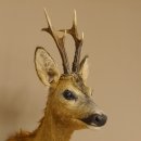 Reebokkop preparaat Nieuw Hoogte 58 cm Gewei Reebokkop preparaat 85.11.90