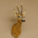 Reebokkop preparaat Nieuw Hoogte 58 cm Gewei Reebokkop preparaat 85.11.90