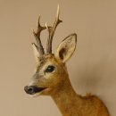 Reebokkop preparaat Nieuw Hoogte 58 cm Gewei Reebokkop preparaat 85.11.90