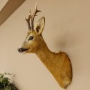 Reebokkop preparaat Nieuw Hoogte 58 cm Gewei Reebokkop preparaat 85.11.90